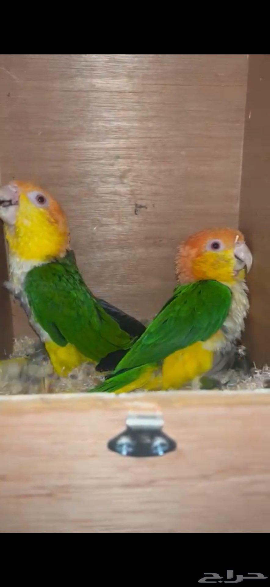 جوز كايك وايت بلي منتج64440397262467110