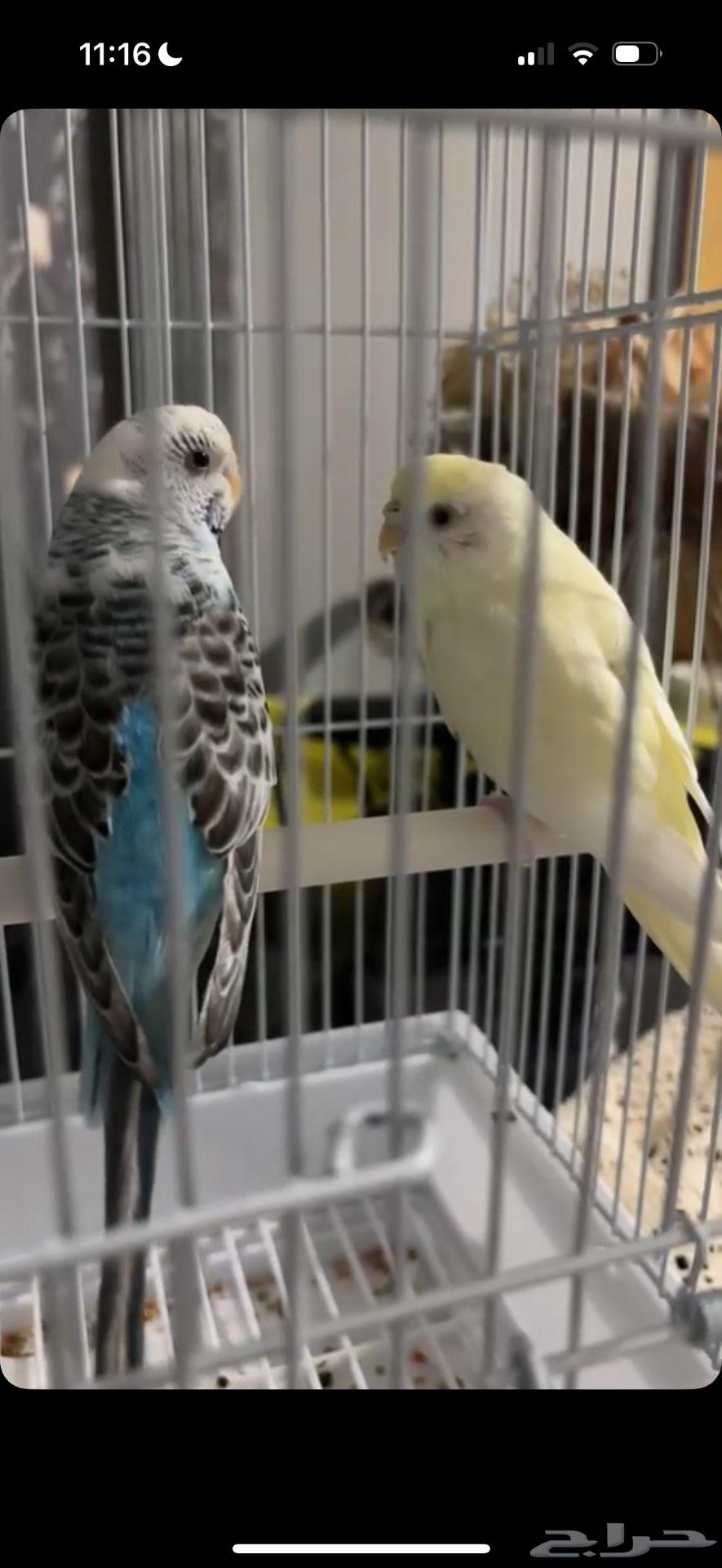 Jeddah Budgie64440765888259111