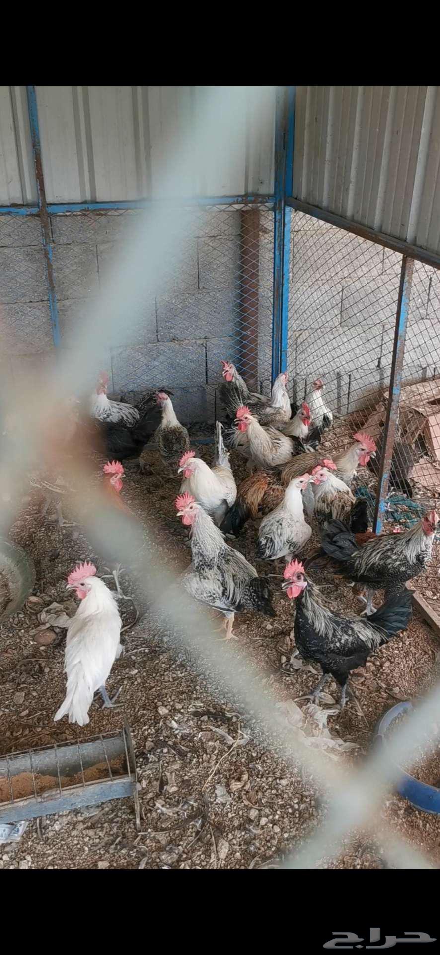 ديوك فيومي للبيع64451686285954111