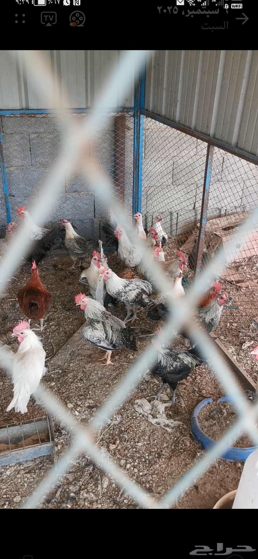 ديوك فيومي للبيع64451686285954110