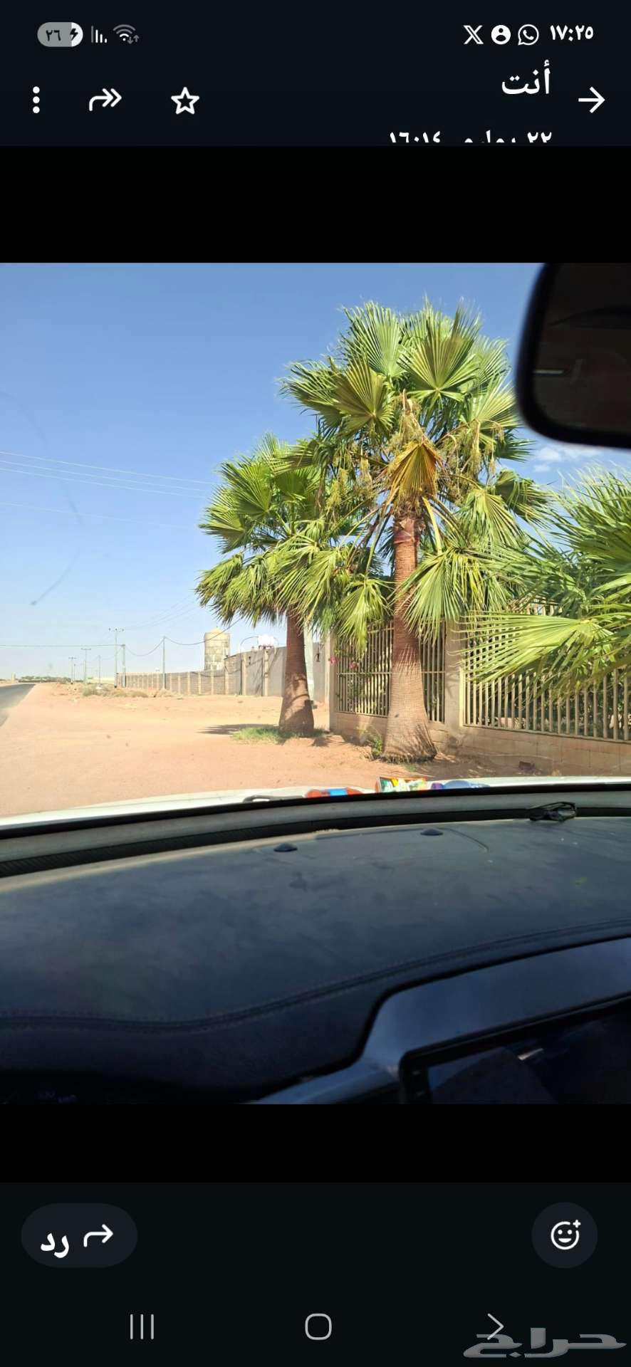 نخل زينه للبيع حائل. القاعد64438874601857111