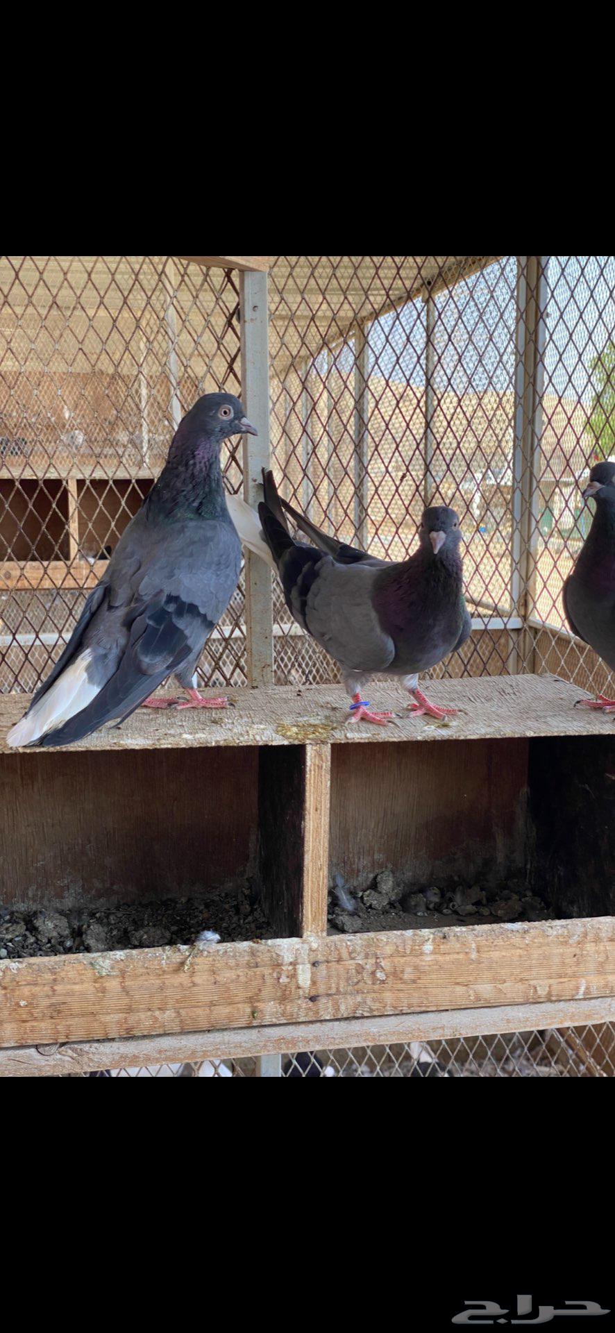 3 ازواج قطايف زرق64442502188419111