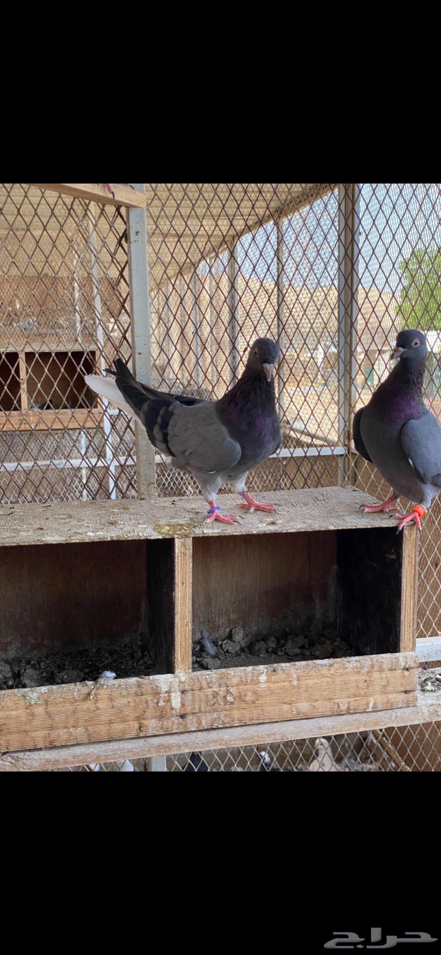 3 ازواج قطايف زرق64442502188419110