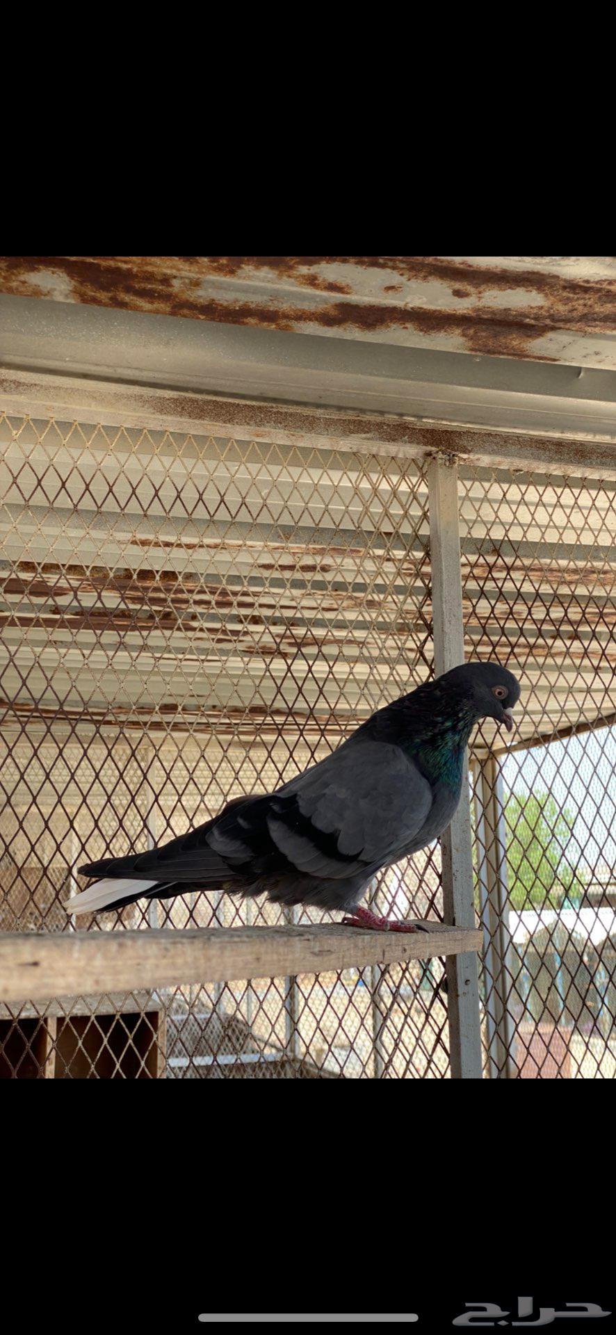 3 ازواج قطايف زرق64442502188419113