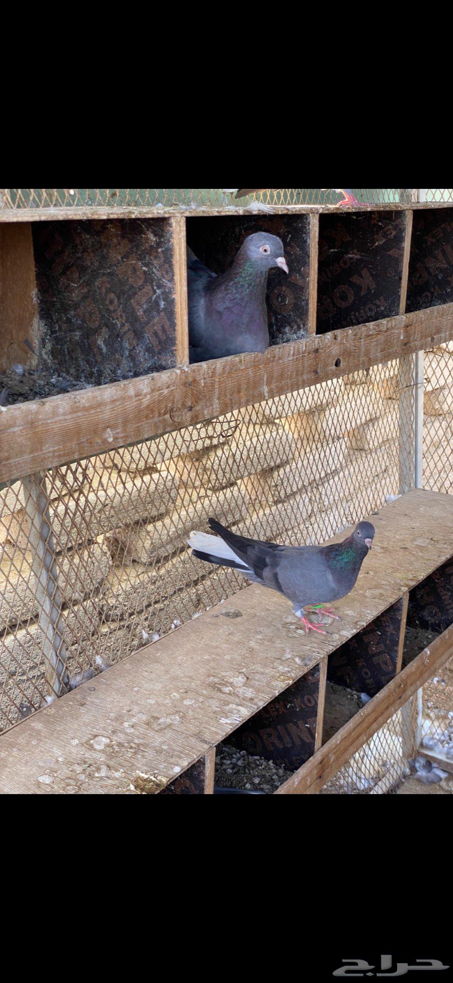 3 ازواج قطايف زرق64442502188419114