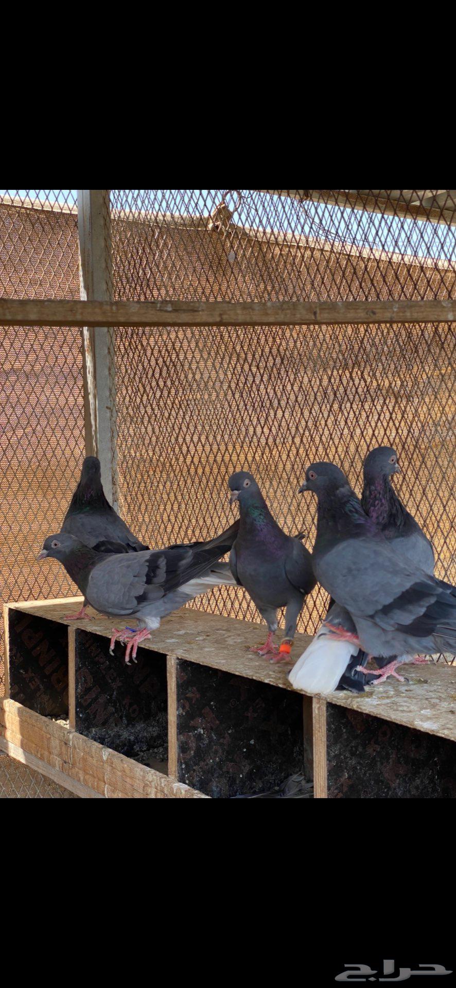 3 ازواج قطايف زرق64442502188419112