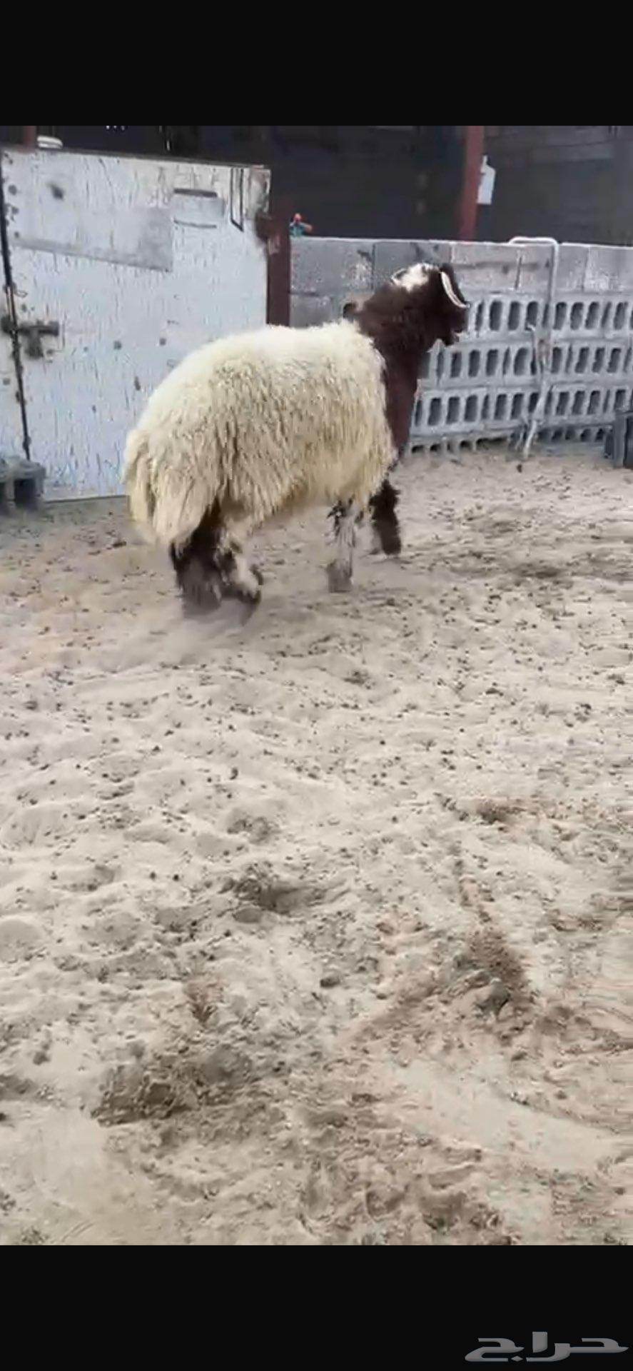 خروف نعيمي تم البيع64436319905538110