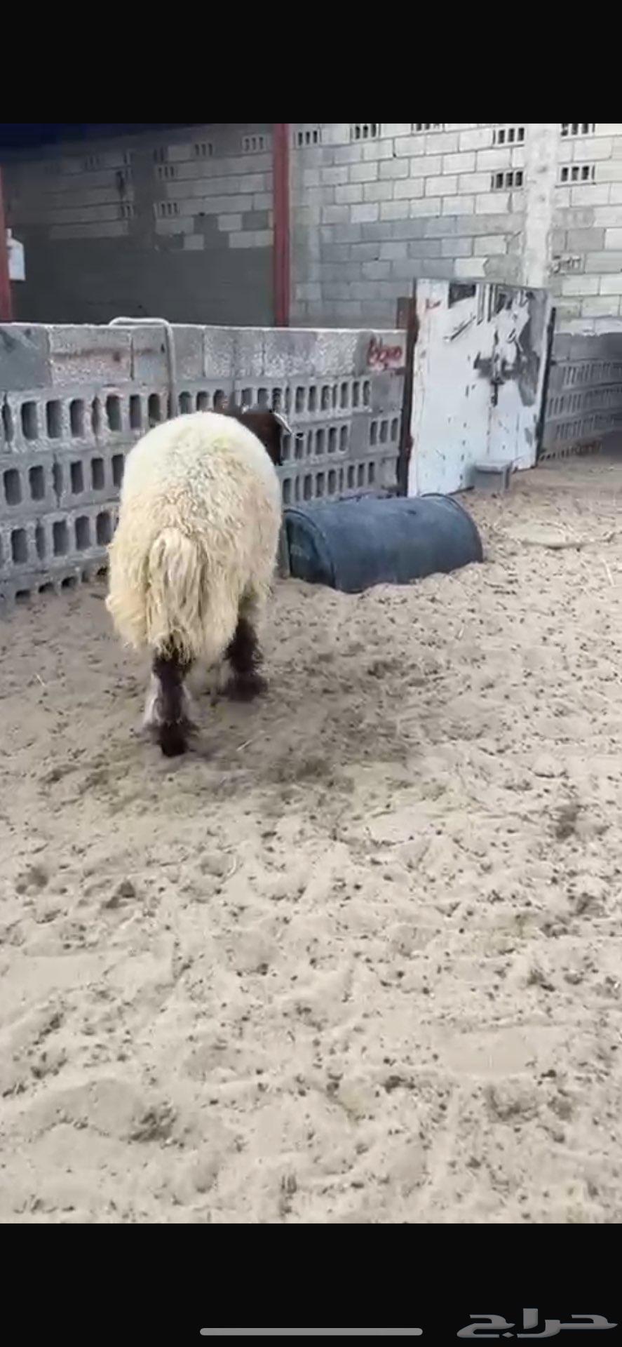 خروف نعيمي تم البيع64436319905538111