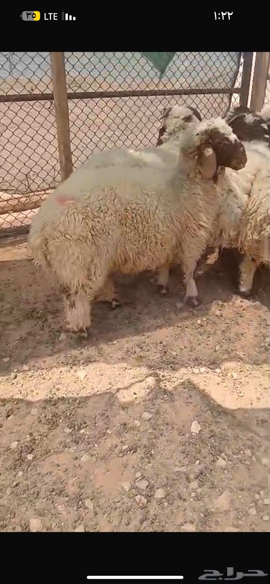 للبيع بهم نعيم جمله او تفريد64436735610371112