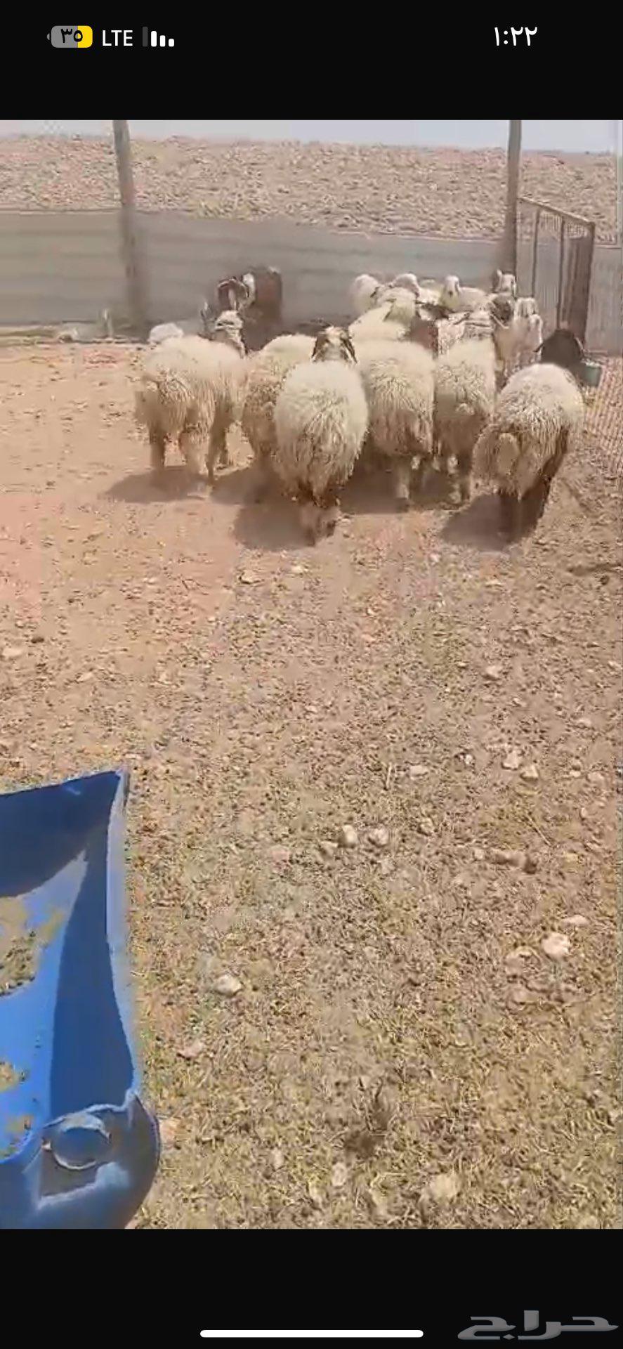 للبيع بهم نعيم جمله او تفريد64436735610371110