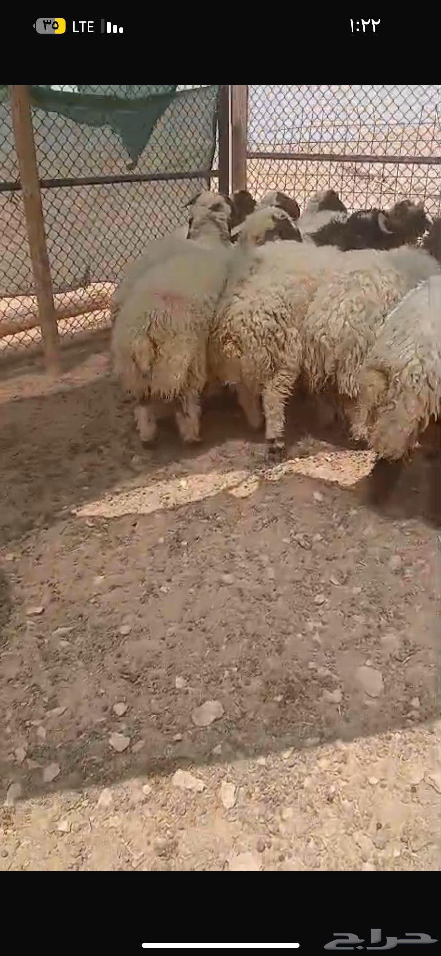 للبيع بهم نعيم جمله او تفريد64436735610371111