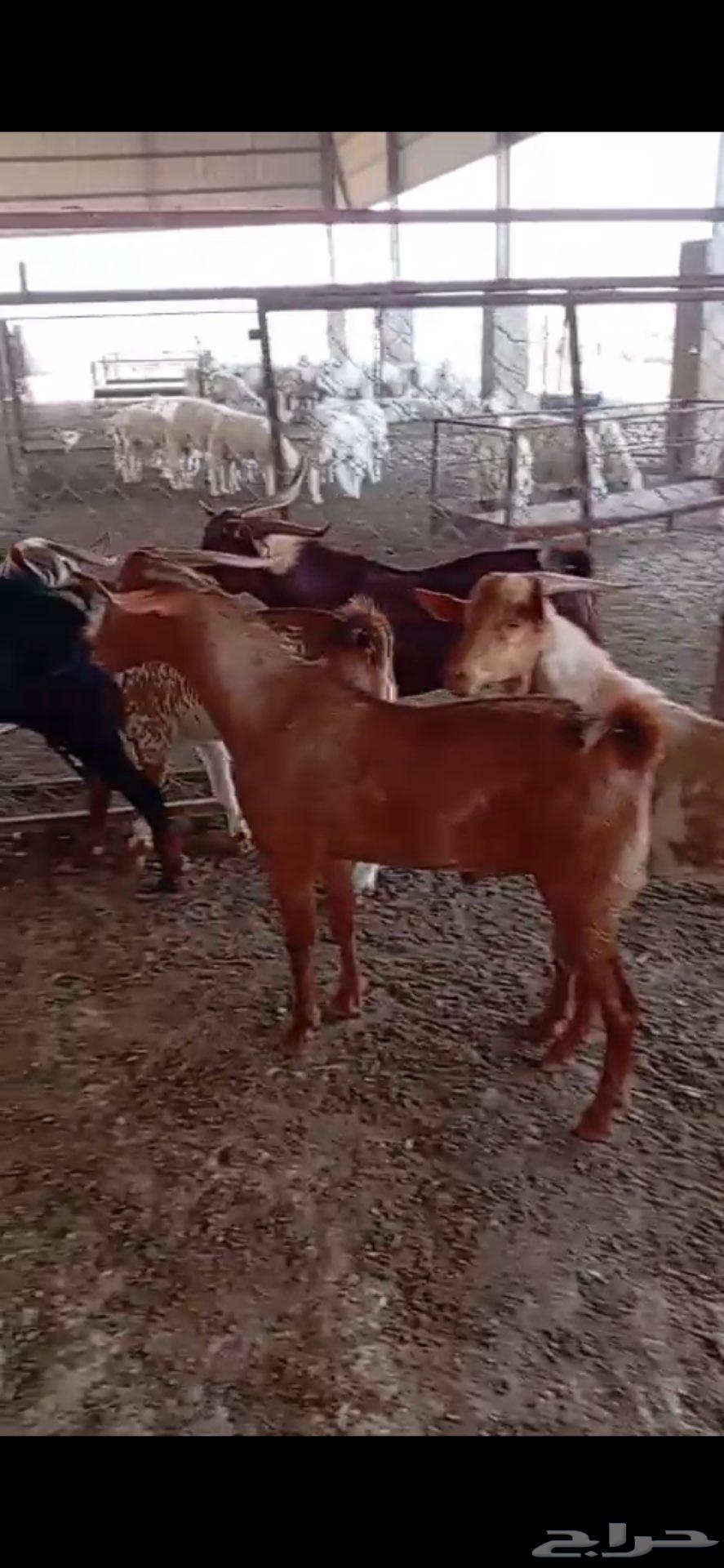 Five goats, age four years64441444995843112