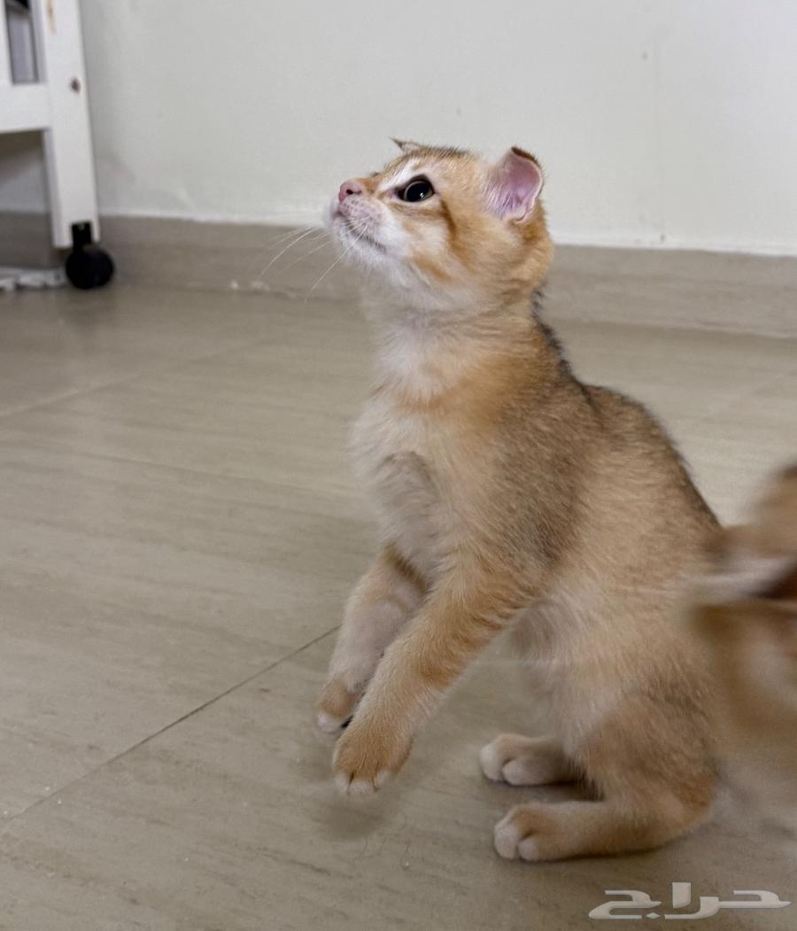 Scottish Fold Kitten64442392218241111