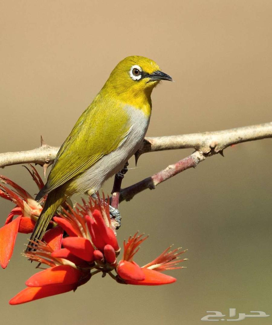 طيور زينه مغرده64435231206530111