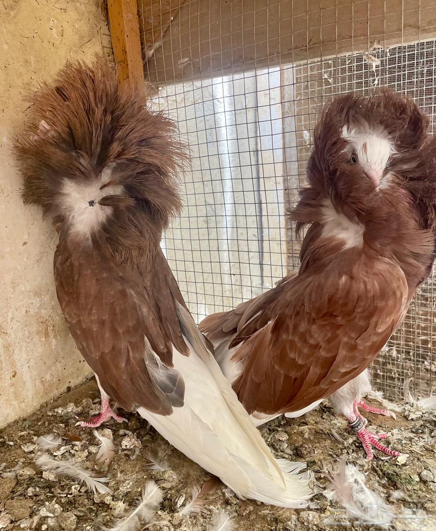 زوج جاكوبين مع انتاجه64436253116034113