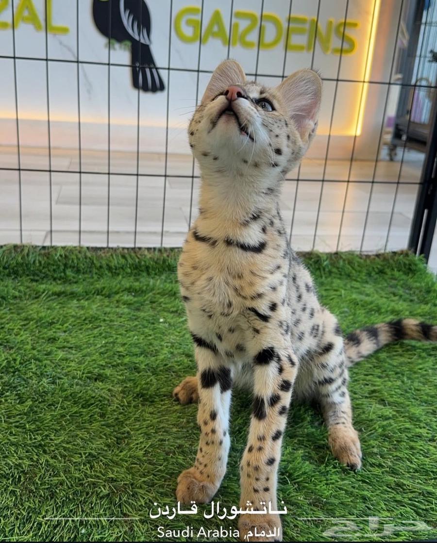 قط السافانا F1 HP تم البيع (Sold out)64435917064962113