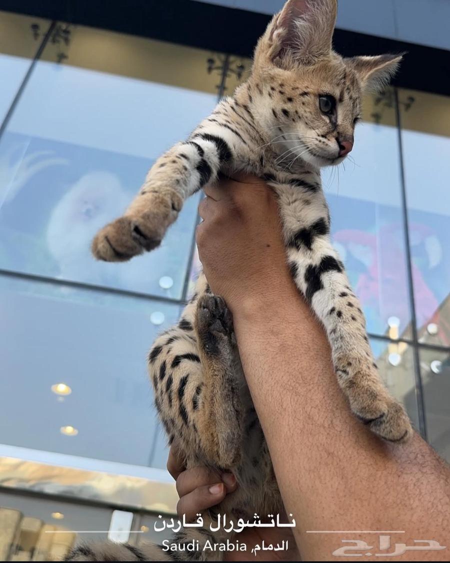 قط السافانا F1 HP تم البيع (Sold out)64435917064962111
