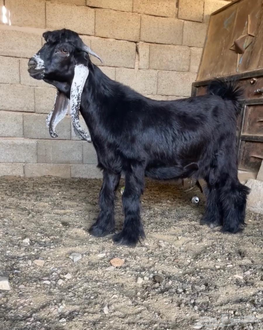 Strong lateral trunk KFO original type ID64442282019329110