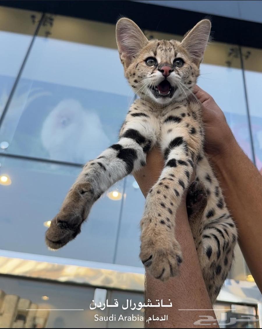 قط السافانا F1 HP تم البيع (Sold out)64435917064962110