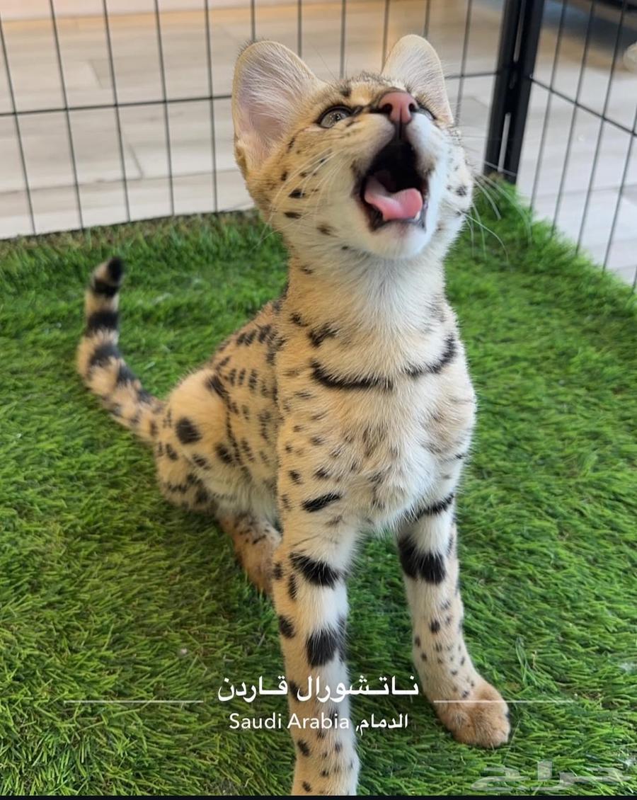 قط السافانا F1 HP تم البيع (Sold out)64435917064962112