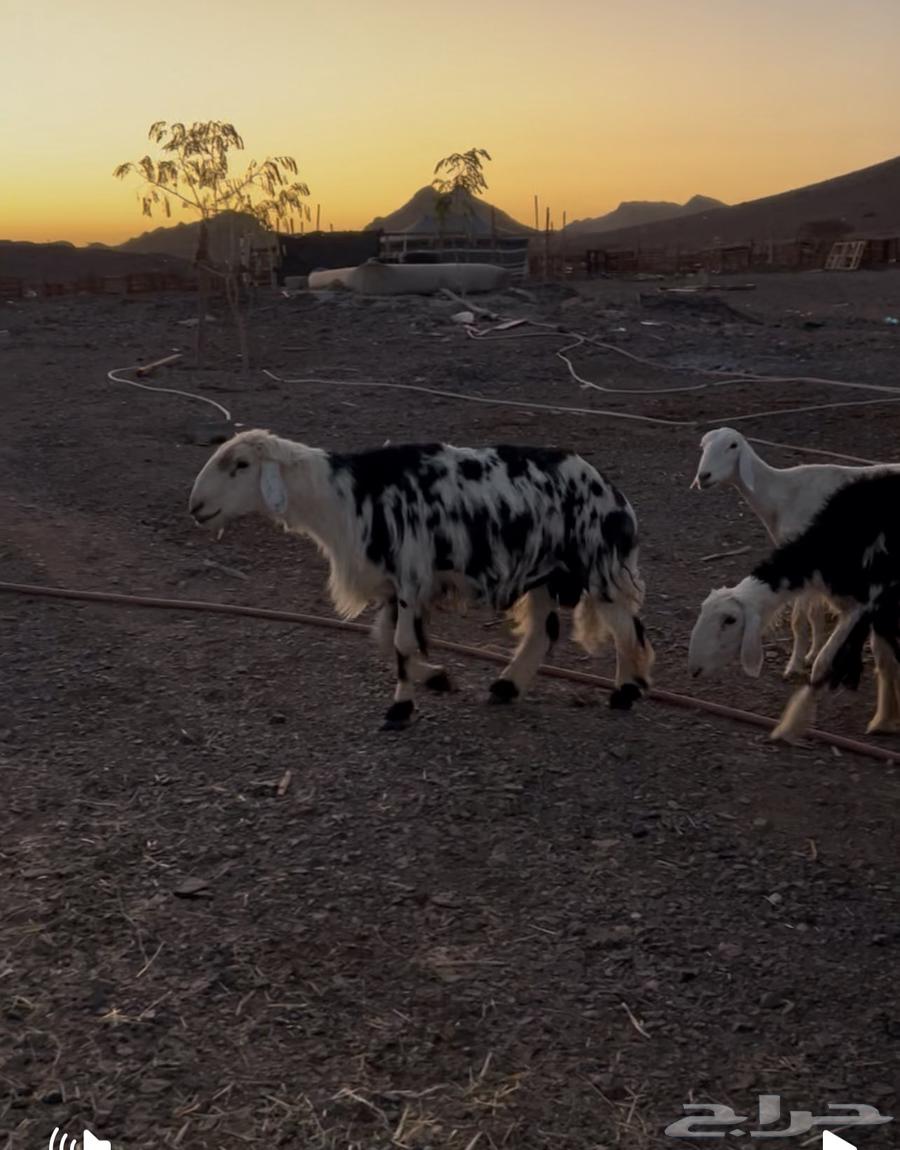 المدينه طريق ينبع السريع64435549532417111