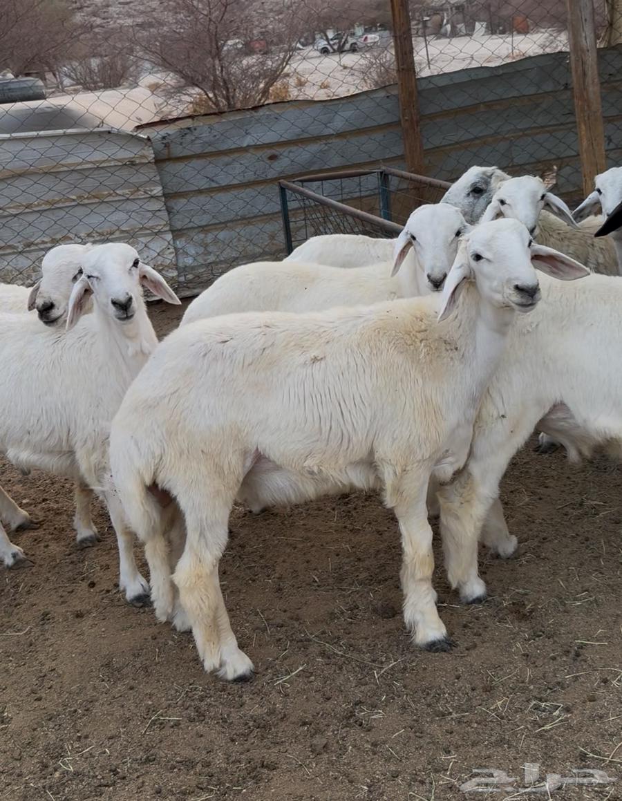 Italian Halal Butchers, Rams and She-Camels Available with Slaughtering and Delivery64436856536706113