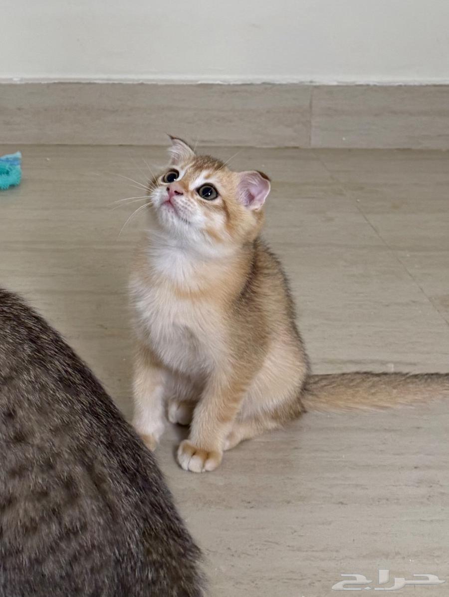 Scottish Fold Kitten64442392218241110