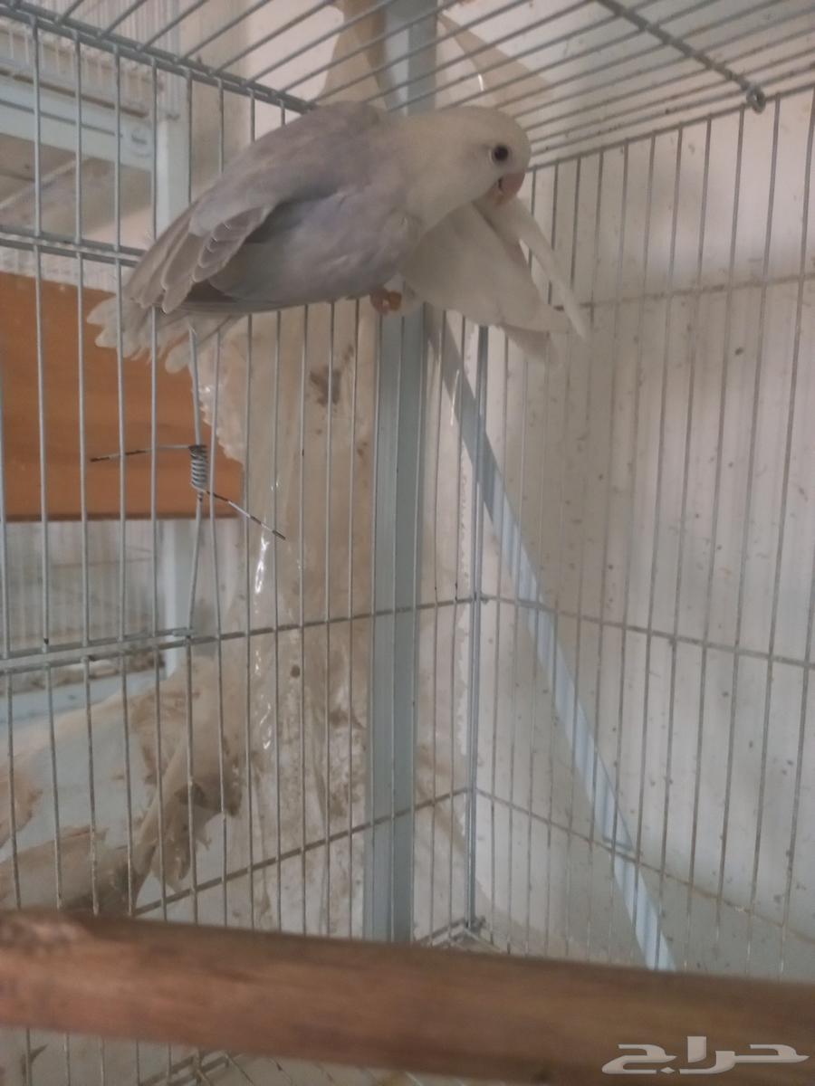 Selling a pair of rosy Bourke's and a pair of plain Bourke's64432876674818111