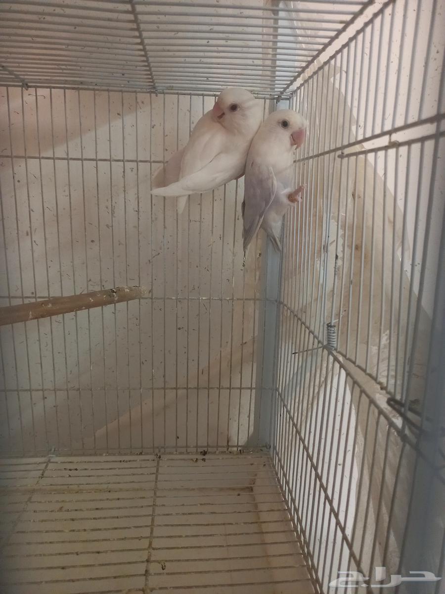 Selling a pair of rosy Bourke's and a pair of plain Bourke's64432876674818112