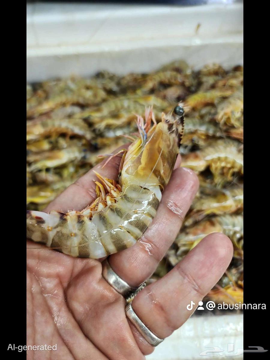 جمبري تايجر عرض 5 كيلو بي 275ريال شامل التوصيل و التنظيف فقط64435625336961113