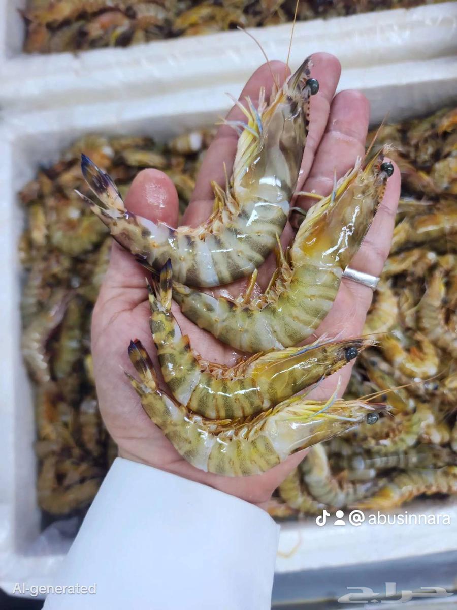 جمبري تايجر عرض 5 كيلو بي 275ريال شامل التوصيل و التنظيف فقط64435625336961112