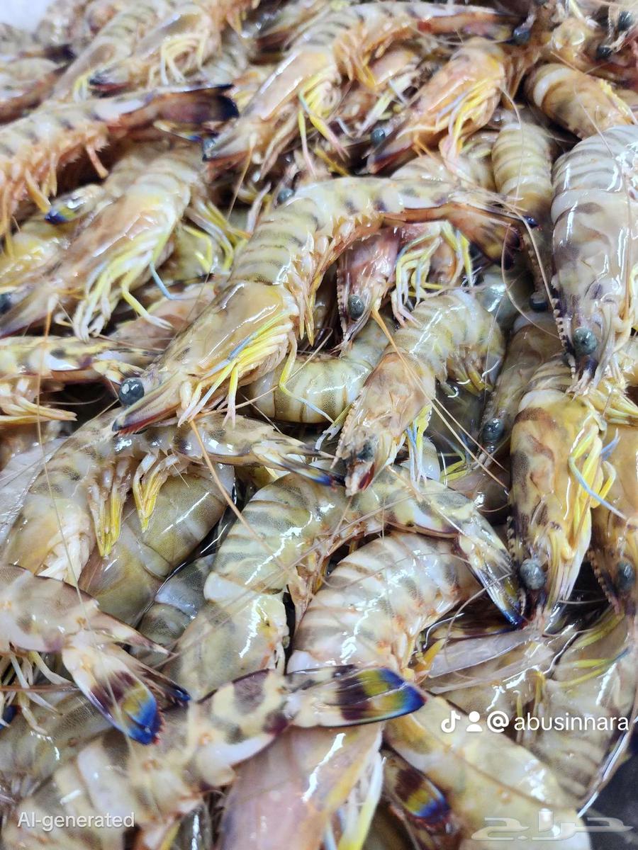 جمبري تايجر عرض 5 كيلو بي 275ريال شامل التوصيل و التنظيف فقط64435625336961111