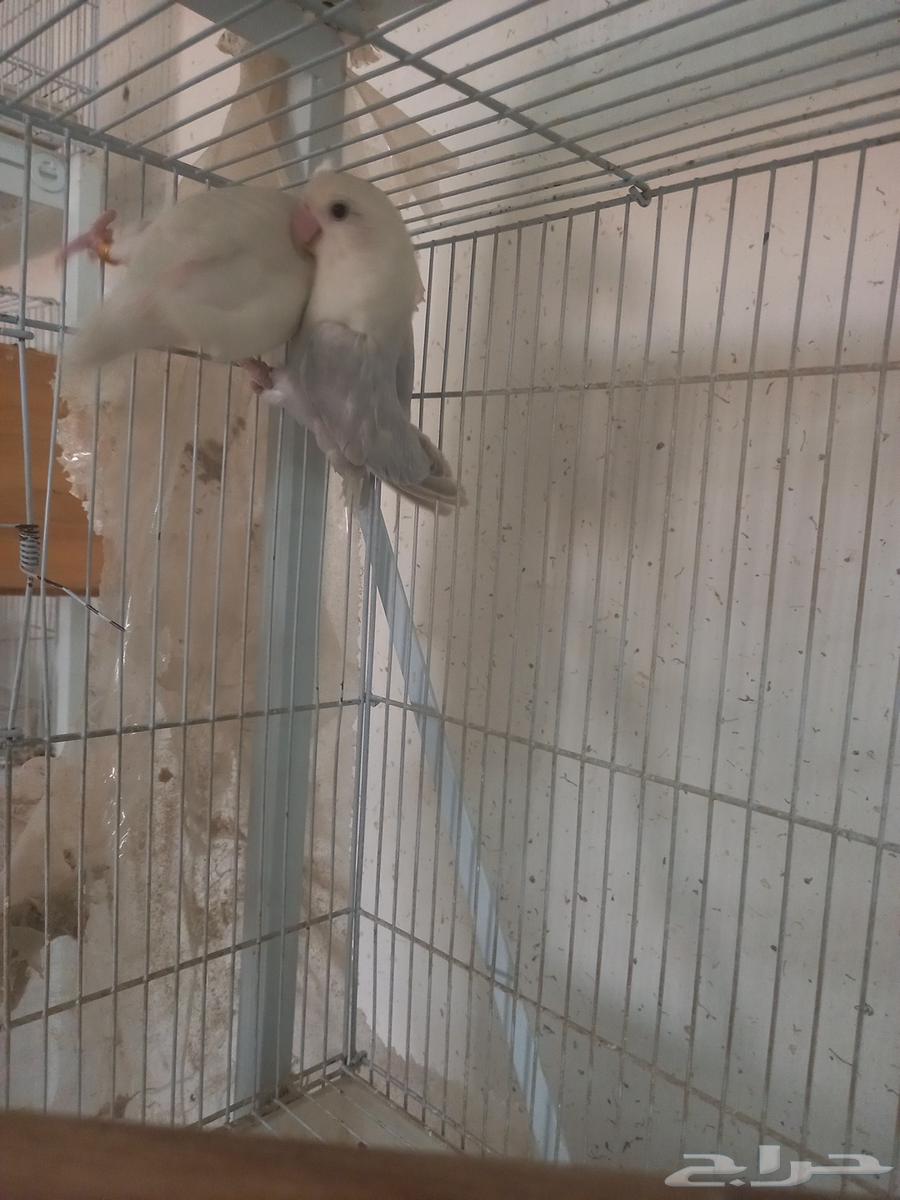 Selling a pair of rosy Bourke's and a pair of plain Bourke's64432876674818110