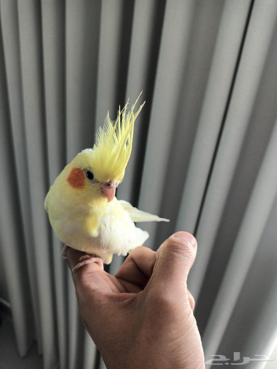 كروان أليف للبيع64435984244737110