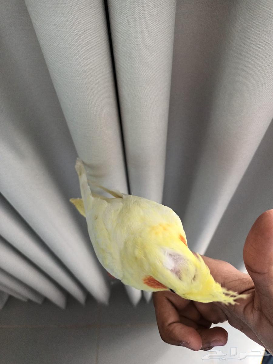 كروان أليف للبيع64435984244737111