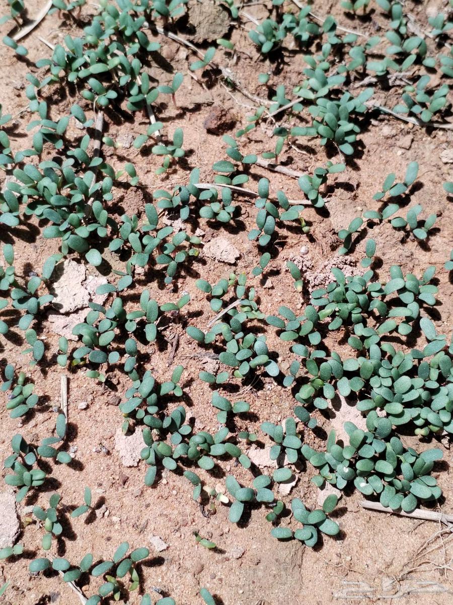 بذار برسيم انترناشونال امريكي64437004840322111