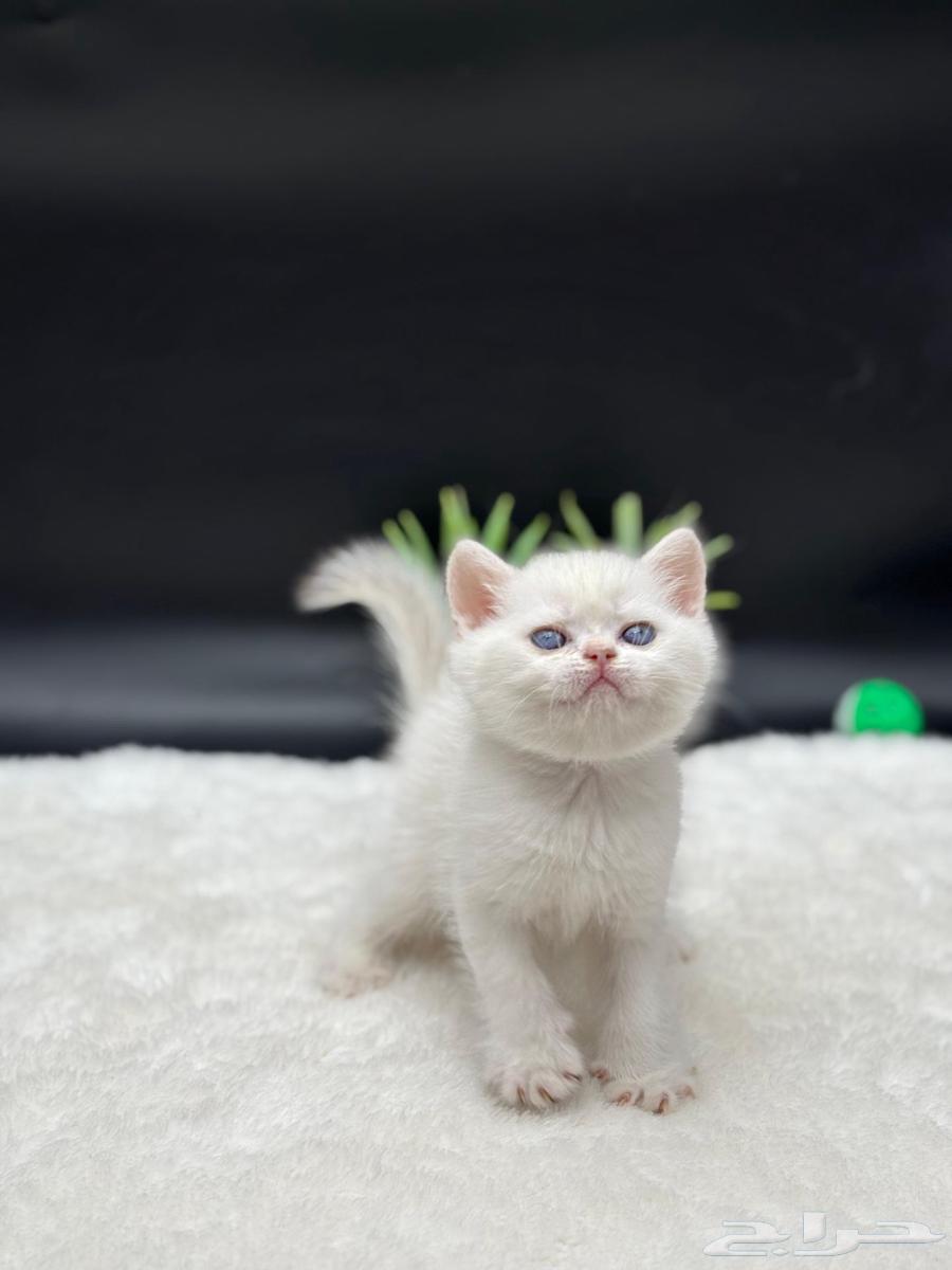 قط ذكر اسكوتش ستريت للبيع64437382742402113