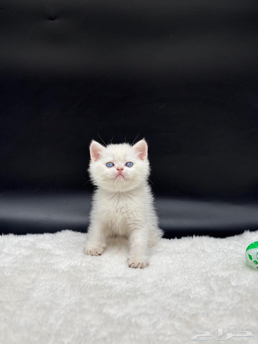 قط ذكر اسكوتش ستريت للبيع64437382742402114