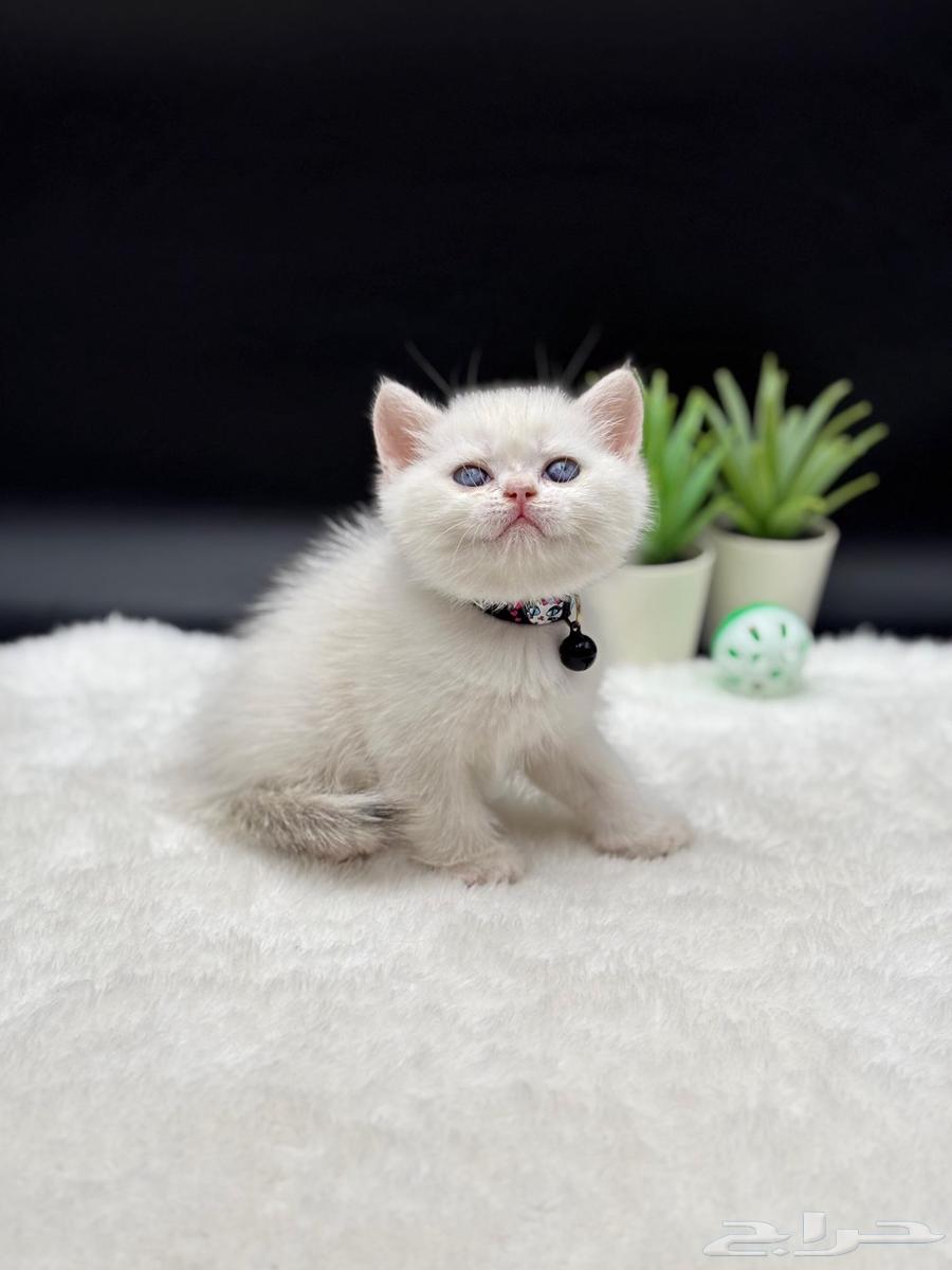 قط ذكر اسكوتش ستريت للبيع64437382742402111