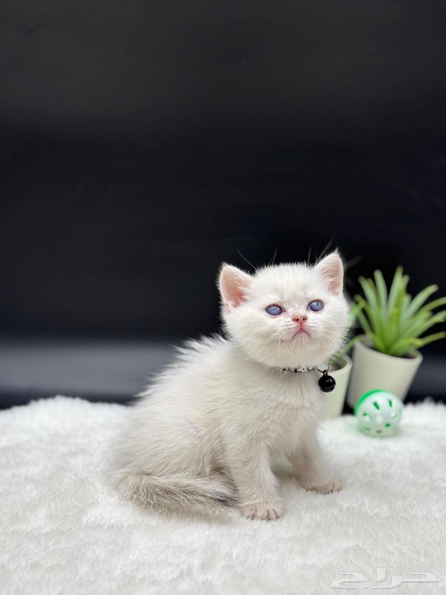 قط ذكر اسكوتش ستريت للبيع64437382742402112