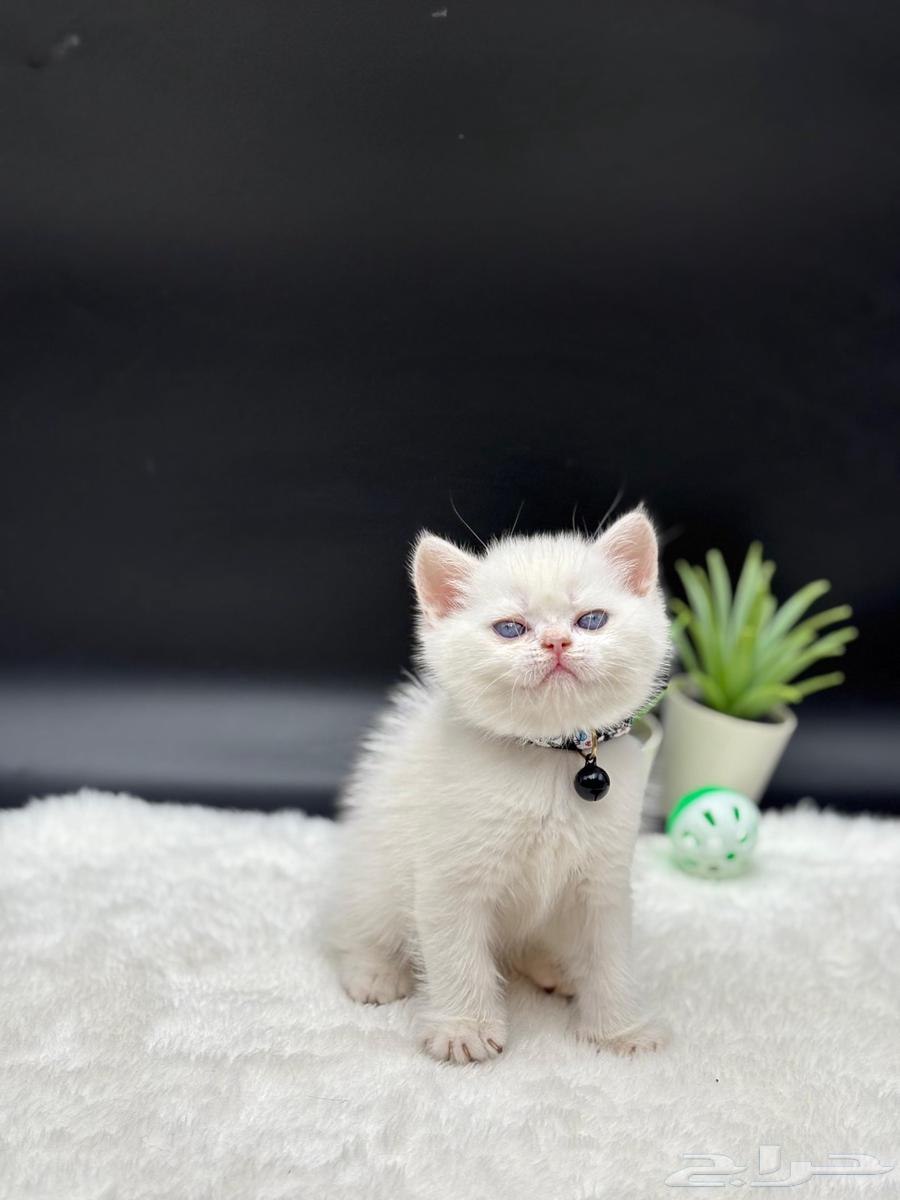 قط ذكر اسكوتش ستريت للبيع64437382742402110