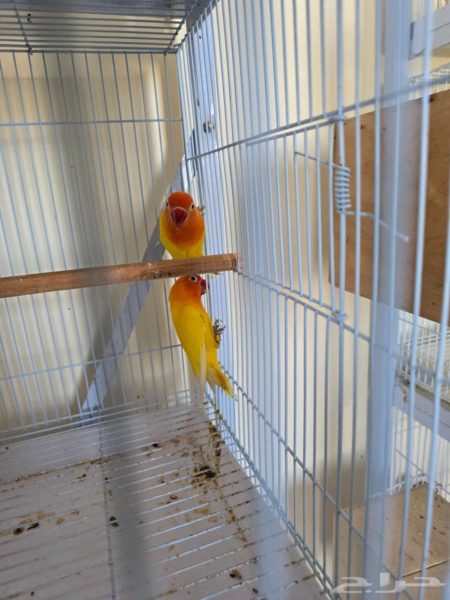 تم البيع جوز فيشر لاتيونو مع فرخين64437733485570113