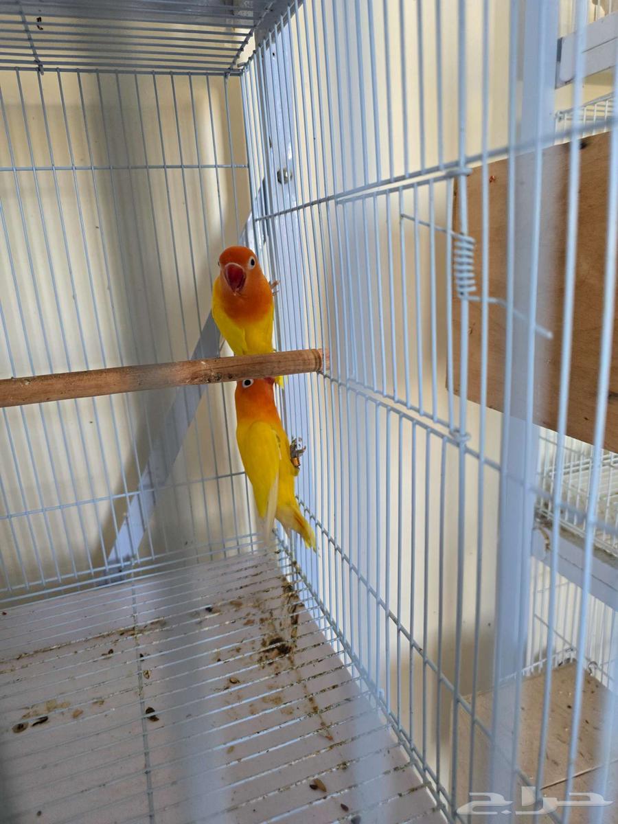 تم البيع جوز فيشر لاتيونو مع فرخين64437733485570110