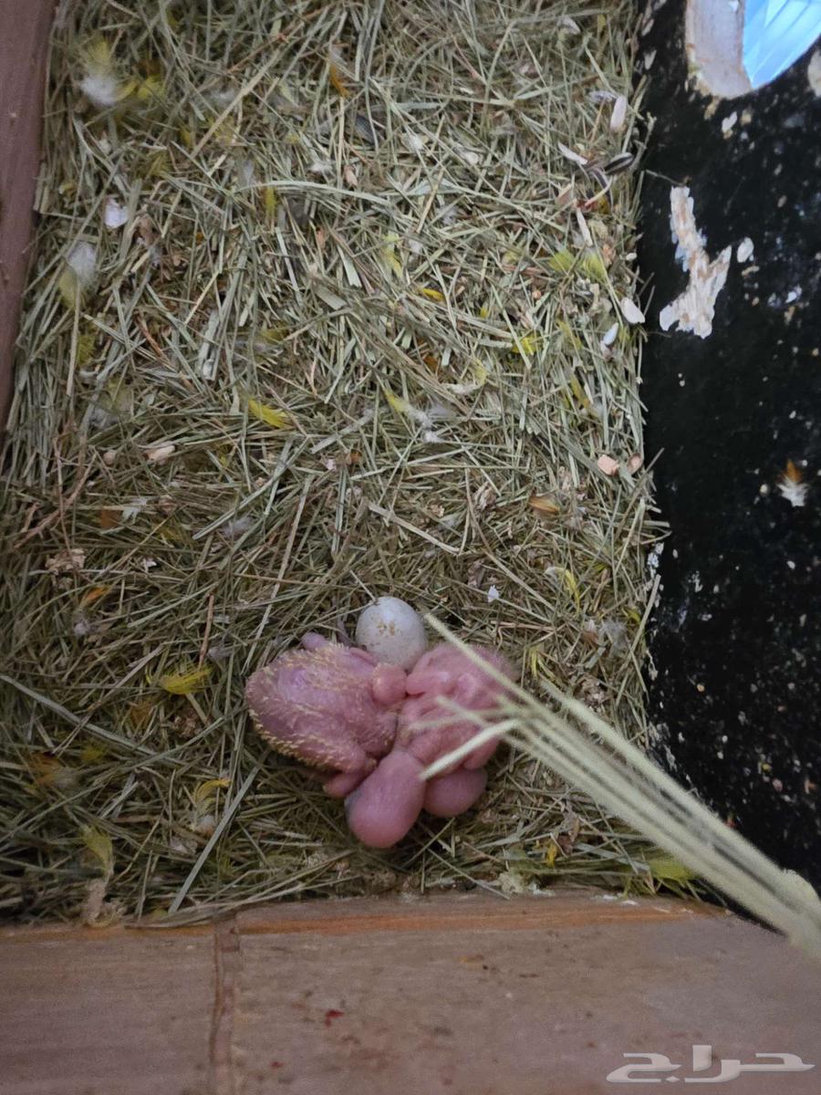 تم البيع جوز فيشر لاتيونو مع فرخين64437733485570111