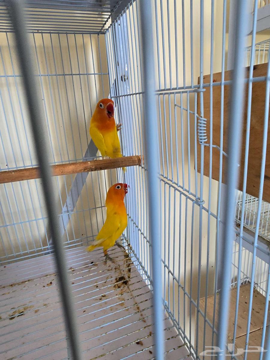 تم البيع جوز فيشر لاتيونو مع فرخين64437733485570112