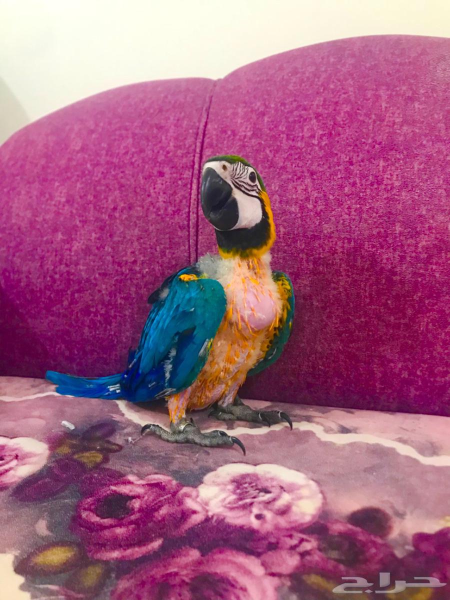 فرخ بلوقولد غر مكاو(تم البييع)64438042420739113