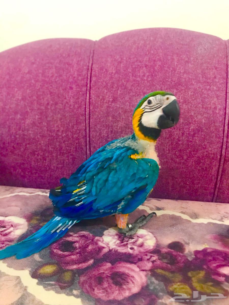 فرخ بلوقولد غر مكاو(تم البييع)64438042420739110