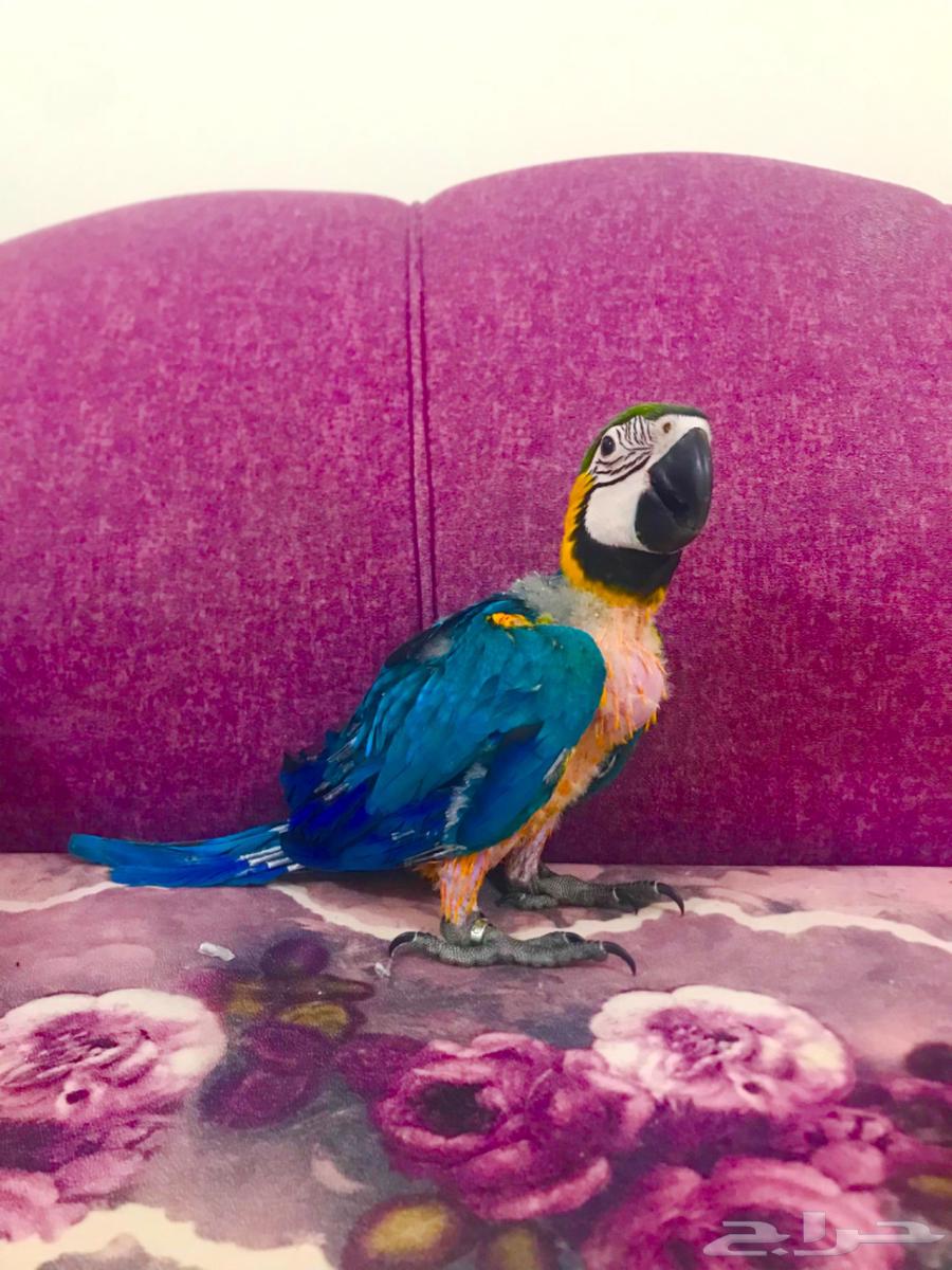 فرخ بلوقولد غر مكاو(تم البييع)64438042420739112