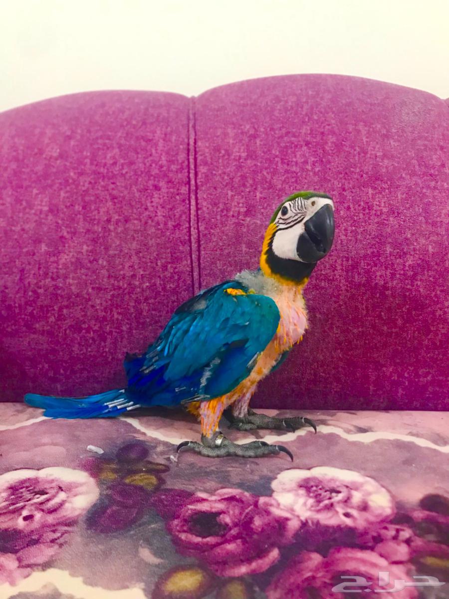 فرخ بلوقولد غر مكاو(تم البييع)64438042420739111