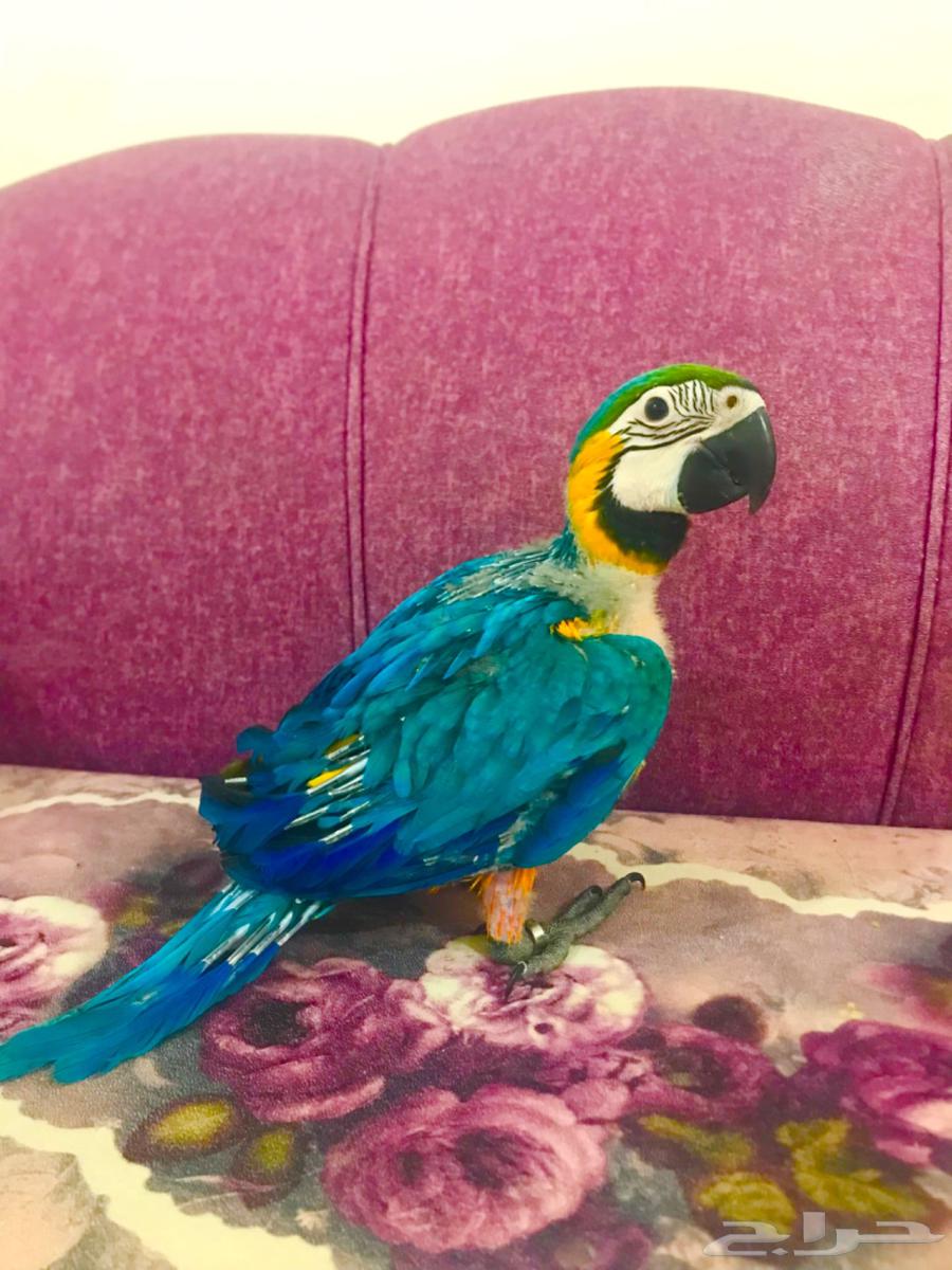 فرخ بلوقولد غر مكاو(تم البييع)64438042420739114